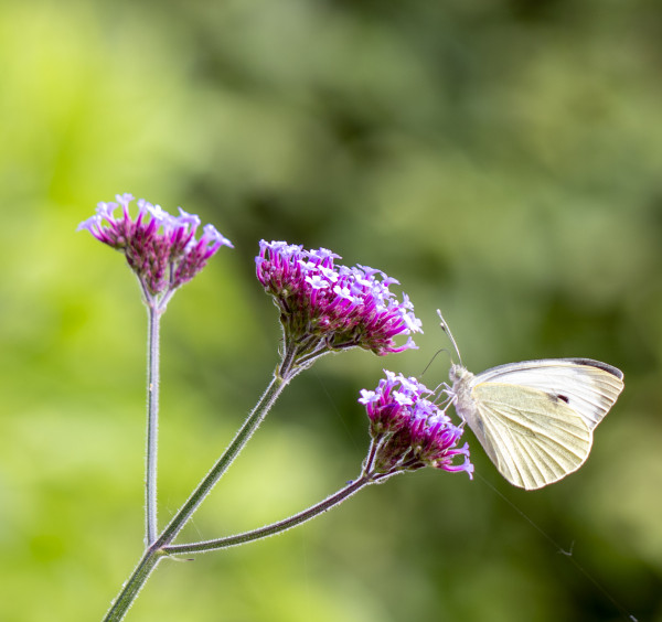 2eme-Nectar de fleurs-Marie-Odile Arnaud