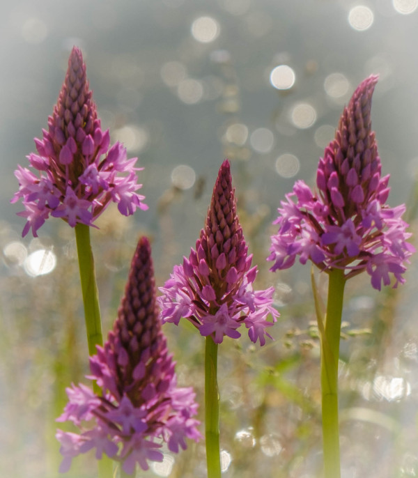 3eme-Orchidées pyramidales-Nathalie Néau