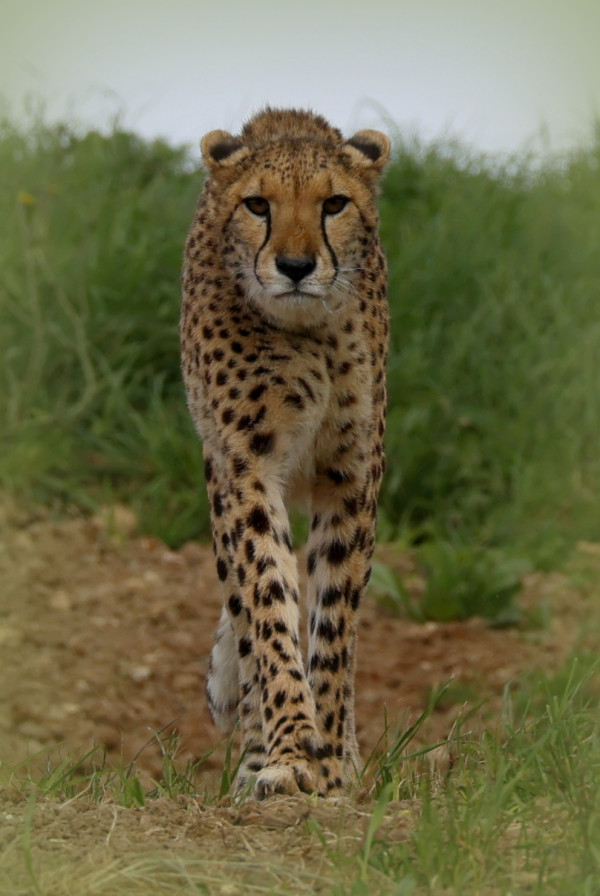 2 eme-Guépard-Johny Pachot