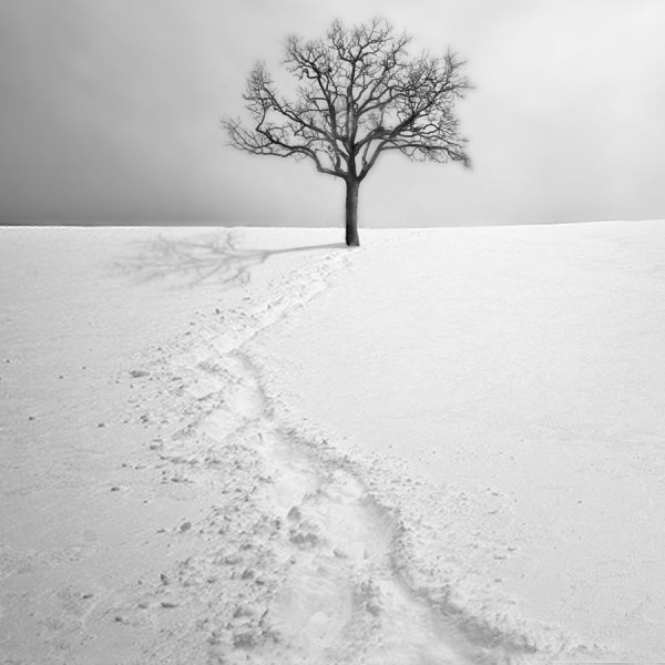 20ème : Arbres et neige - André TORRES - Focale 49 - 785ème N2
