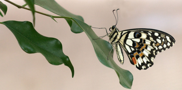 7ème : Papillon au repos - Didier CAUVAIN - PC Brétignollais - CDC Juge 2 - 70ème N2
