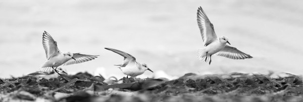 9ème : Bécassaux sanderling - V. PIDOUX-PELLETIER - Huisne PC - 596ème N2