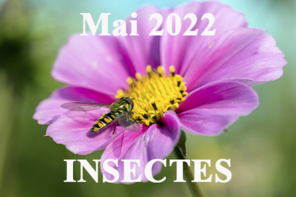Insectes - Mai 2022