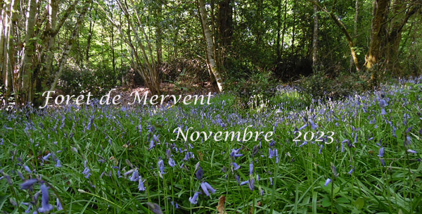 Forêt de Mervent-2023