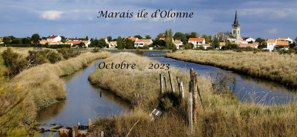 Marais ile d'Olonne - 2023
